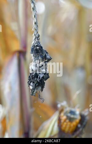 Maisschmierungen (Ustilago zeae). Ustilago maydis Krankheit auf Mais. Stockfoto