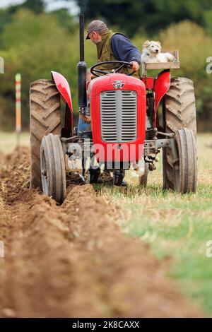 Der Sheepy and District 106. Annual Plüging, Hedecutting and Ditching Wettbewerb fand in North Warwickshire, England, statt. Die Veranstaltung zeigt die Fähigkeit, entweder mit modernen, Vintage-Traktoren oder Pferden zu pflügen. Im Bild der lokale Bauer Richard Ingram mit seinem Hund Jerry, der ihn auf einem speziellen Plattformsitz auf dem Traktor zu Veranstaltungen begleitet. Stockfoto