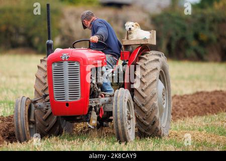 Der Sheepy and District 106. Annual Plüging, Hedecutting and Ditching Wettbewerb fand in North Warwickshire, England, statt. Die Veranstaltung zeigt die Fähigkeit, entweder mit modernen, Vintage-Traktoren oder Pferden zu pflügen. Im Bild der lokale Bauer Richard Ingram mit seinem Hund Jerry, der ihn auf einem speziellen Plattformsitz auf dem Traktor zu Veranstaltungen begleitet. Stockfoto