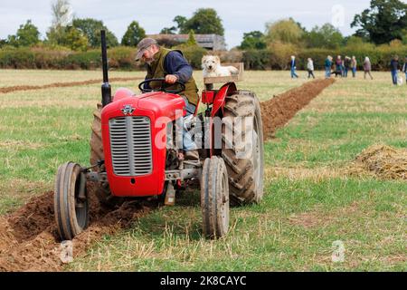Der Sheepy and District 106. Annual Plüging, Hedecutting and Ditching Wettbewerb fand in North Warwickshire, England, statt. Die Veranstaltung zeigt die Fähigkeit, entweder mit modernen, Vintage-Traktoren oder Pferden zu pflügen. Im Bild der lokale Bauer Richard Ingram mit seinem Hund Jerry, der ihn auf einem speziellen Plattformsitz auf dem Traktor zu Veranstaltungen begleitet. Stockfoto
