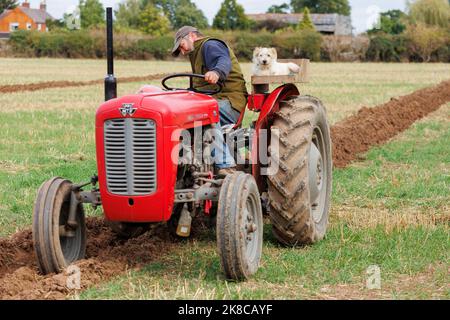 Der Sheepy and District 106. Annual Plüging, Hedecutting and Ditching Wettbewerb fand in North Warwickshire, England, statt. Die Veranstaltung zeigt die Fähigkeit, entweder mit modernen, Vintage-Traktoren oder Pferden zu pflügen. Im Bild der lokale Bauer Richard Ingram mit seinem Hund Jerry, der ihn auf einem speziellen Plattformsitz auf dem Traktor zu Veranstaltungen begleitet. Stockfoto