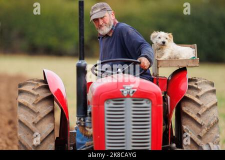 Der Sheepy and District 106. Annual Plüging, Hedecutting and Ditching Wettbewerb fand in North Warwickshire, England, statt. Die Veranstaltung zeigt die Fähigkeit, entweder mit modernen, Vintage-Traktoren oder Pferden zu pflügen. Im Bild der lokale Bauer Richard Ingram mit seinem Hund Jerry, der ihn auf einem speziellen Plattformsitz auf dem Traktor zu Veranstaltungen begleitet. Stockfoto