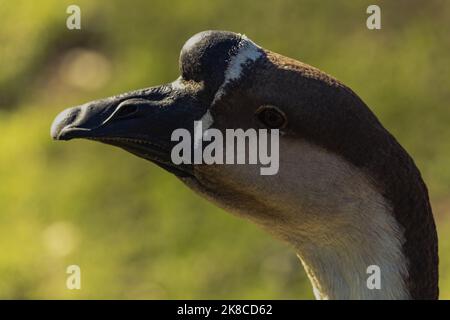 Nahaufnahme einer großen grauen erwachsenen Gans Stockfoto