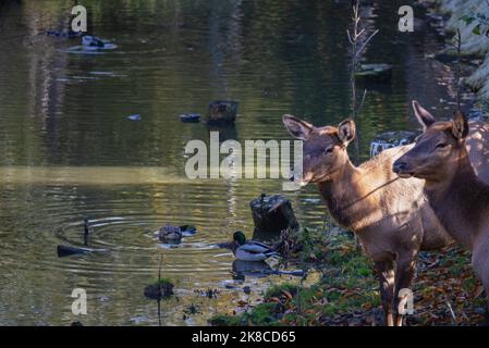 Zwei Hirse stehen neben dem See mit Enten. Tier in freier Wildbahn Stockfoto