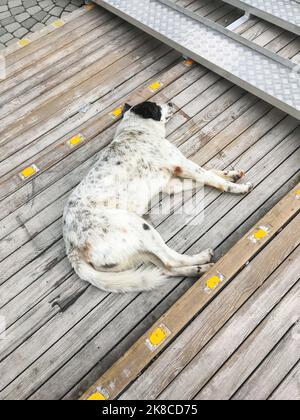 Streunender Hund schläft auf hölzernen Außentstufen. Obdachlose Tiere entspannen sich gleichgültig auf den Treppen des Pflasters. Stockfoto