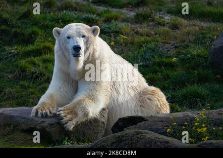 Weißer Bär auf den Felsen, liegender Eisbär auf einem Felsen gelegen Stockfoto