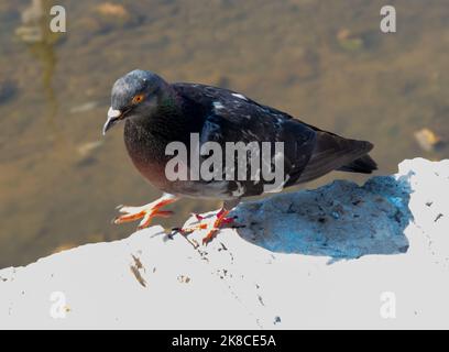 Taube posiert vor einer Kamera. Stockfoto