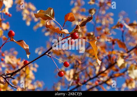 Die Früchte eines wilden Apfelbaums in Nahaufnahme vor dem Hintergrund gelber Blätter und blauer Himmel im Herbst. Stockfoto