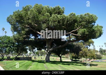 Inglewood, California, USA 19. October 2022 Inglewood Park Cemetery am 19. Oktober 2022 in Inglewood, Los Angeles, California, USA. Foto von Barry King/Alamy Stockfoto Stockfoto