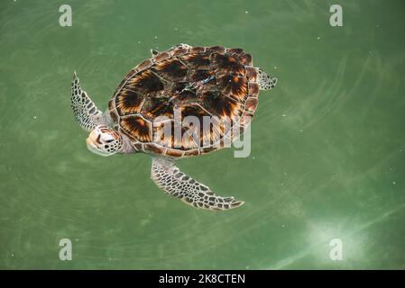 Grüne Schildkröte oder Chelonia mydas schwimmen über dem Wasser. Stockfoto