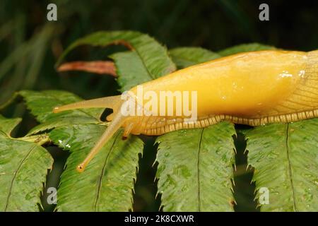 Nahaufnahme der großen, leuchtend gelben kalifornischen Bananenschnecke Ariolimax californicus Stockfoto