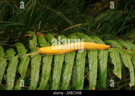 Nahaufnahme der großen, leuchtend gelben kalifornischen Bananenschnecke Ariolimax californicus Stockfoto