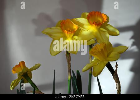 Bouquet von goldenen Narzissen im hellen Nachmittagslicht Stockfoto