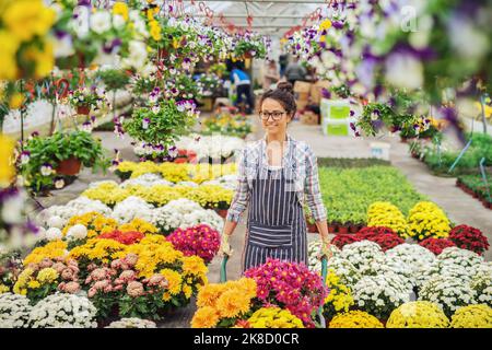 Junge lächelnde kaukasische Floristin in Schürze Umzug Blumen mit Schubkarre. Innenraum des Gewächshauses. Stockfoto