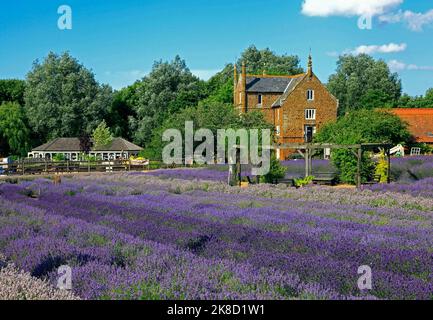 Norfolk Lavender, Caley Hall, Heacham, Norfolk, England, VEREINIGTES KÖNIGREICH Stockfoto