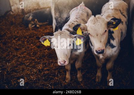 Die ganze Länge von zwei niedlichen weißen und schwarzen Kälbern mit Aufhängern auf den Ohren, die in der Scheune stehen und neugierig auf die Kamera schauen. Konzept der Fleisch- und Milchproduktion. Stockfoto