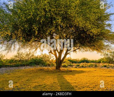 Ein Palo Verde Baum in Blüte schafft einen reichen gelben Teppich, während er die untergehende Sonne in seinen Ästen umrahmt. Stockfoto