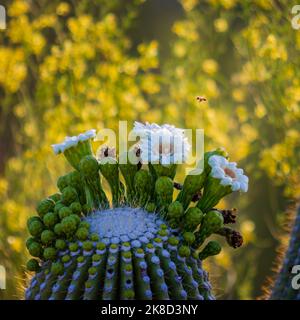 Eine kleine Biene bestäubt die Blüte eines riesigen saguaro-Kaktus. Stockfoto