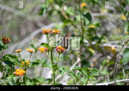 Ein Monarchschmetterling, der auf einer Blume ruht Stockfoto