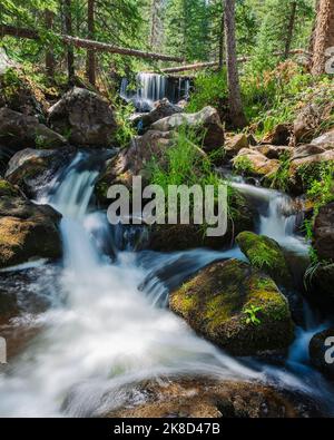 Eine grüne Nebenszene in den White Mountains von Arizona. Stockfoto