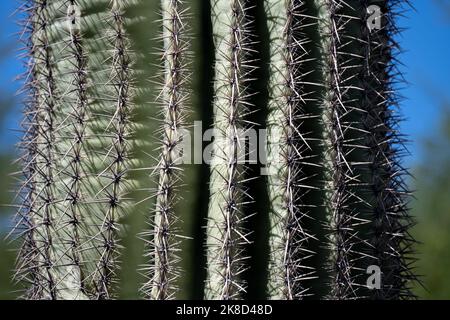 Eine Nahaufnahme eines saguaro Kaktus Stockfoto