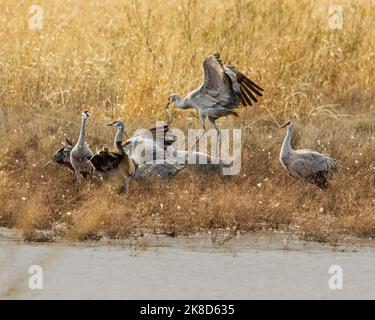Eine Versammlung von Sandhill Cranes in der Wildwasserziehung im Südosten von Arizona. Stockfoto