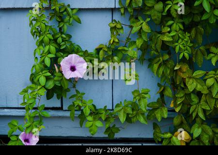 Nahaufnahme einer purpurnen, kriechenden Blume auf einer grünen Weinrebe, die an einer Wand mit blauen Schindeln wächst Stockfoto