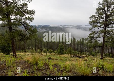 Nebel bedeckt den National Forest in der Nähe von Wildcat Crossing in den White Mountains von Arizona. Stockfoto