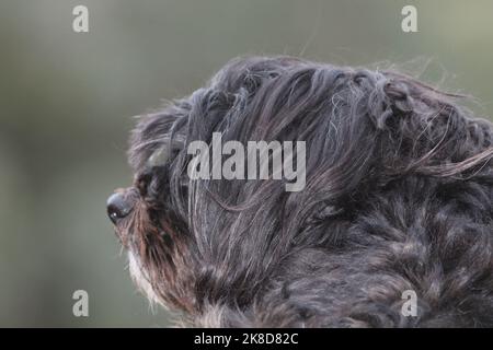 Sooty der schwarz-weiße maltesische Kreuzpudelhund schaut von der Kamera weg und in die Ferne Stockfoto