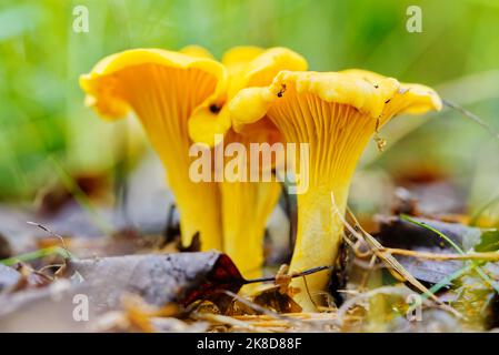 Essbare Pilze. Nahaufnahme von Pfifferlingspilzen in einem Wald Stockfoto