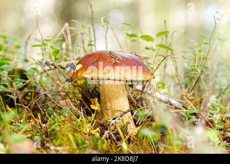 Schöner Steinpilz im Wald. Alte magische Wald Pilze Hintergrund. Stockfoto