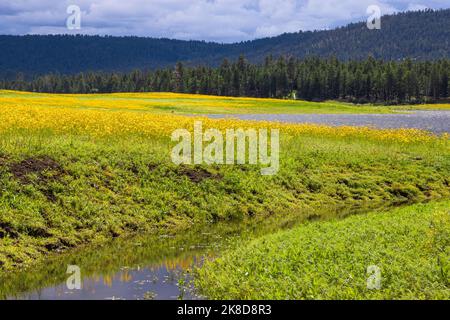 Gelbe Blüten spiegeln sich im Auslauf des River Reservoir in der Nähe von Greer, Arizona. Stockfoto