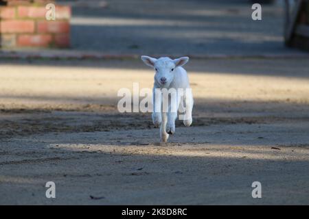 Toby, die Flasche gefüttert Haustier Lamm lebt in Kangaroo Ground, Victoria, Australien Stockfoto