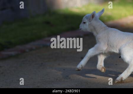 Toby, die Flasche gefüttert Haustier Lamm lebt in Kangaroo Ground, Victoria, Australien Stockfoto