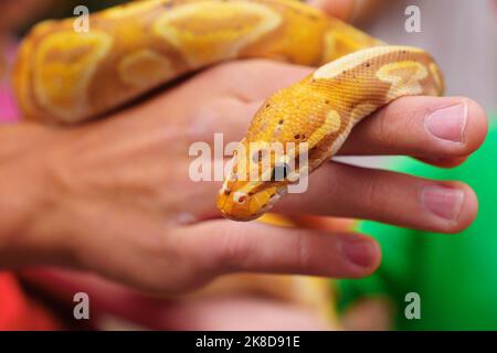 Nahaufnahme von Albino-Python in Menschenhänden. Yellow Python Snake. Nahaufnahme der Schlange Stockfoto