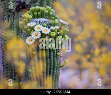 Ein blühender Saguaro-Kaktus, fotografiert durch das Baldachin der Akazienblüte der Wüste. Stockfoto