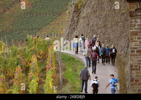 Dernau, Deutschland. 22. Oktober 2022. Wanderer wandern durch die Weinberge oberhalb des Dorfes. Nach der Ahrflut mit mindestens 134 Toten im Juli 2021 blüht der Wandertourismus im Flusstal wieder auf - und trägt zur Finanzierung des Wiederaufbaus bei. Ausflügler können am letzten Samstag und Sonntag im Oktober auf rund 15 Kilometern auf dem Rotwein-Wanderweg zwischen Marienthal und Altenahr an 15 bis 20 eigens eingerichteten Wein- und Gastronomieständen noch eine Pause einlegen. (An dpa: 'Wandern für den Wiederaufbau' - Solidarität mit dem Ahr-Hochwassergebiet). Quelle: Thomas Frey/dpa/Alamy Live News Stockfoto