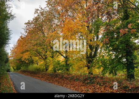 Acer Saccharum. Zuckerahornbäume im Herbst entlang einer Gasse in den cotswolds. Burford, Oxfordshire, England Stockfoto