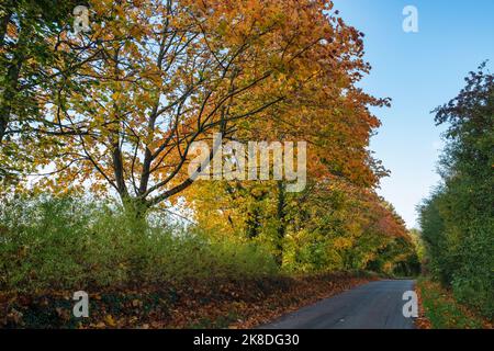 Acer Saccharum. Zuckerahornbäume im Herbst entlang einer Gasse in den cotswolds. Burford, Oxfordshire, England Stockfoto