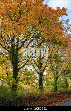 Acer Saccharum. Zuckerahornbäume im Herbst entlang einer Gasse in den cotswolds. Burford, Oxfordshire, England Stockfoto