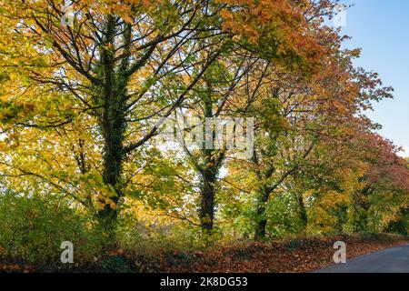 Acer Saccharum. Zuckerahornbäume im Herbst entlang einer Gasse in den cotswolds. Burford, Oxfordshire, England Stockfoto