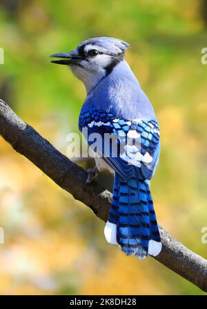 Blauer Jay mit Herbstfarben Hintergrund, Quebec, Kanada Stockfoto