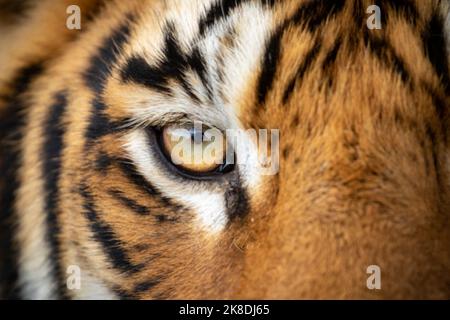 Tiger aus nächster Nähe, fotografiert auf einer Safari in Indien Stockfoto