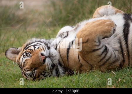 Tiger aus nächster Nähe, fotografiert auf einer Safari in Indien Stockfoto