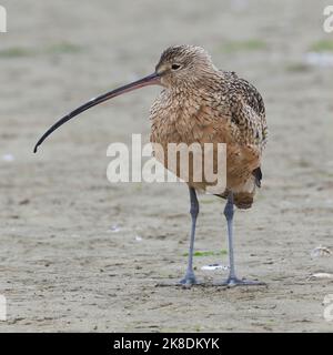 Langschnabelige Curlew-Nahrungssuche in Feuchtgebieten. Monterey County, Kalifornien, USA. Stockfoto