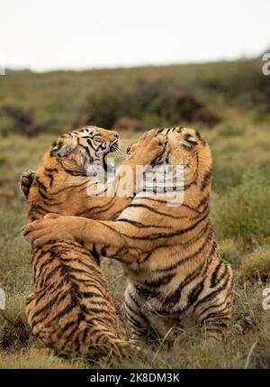 Tiger auf Safari, fotografiert in Indien Stockfoto