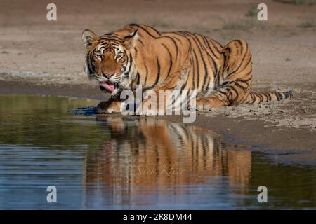 Tiger auf Safari, fotografiert in Indien Stockfoto