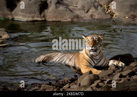 Tiger auf Safari, fotografiert in Indien Stockfoto