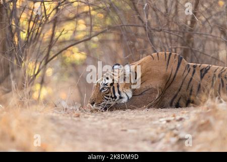 Tiger auf Safari, fotografiert in Indien Stockfoto