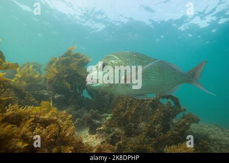 Ein australasiatischer Schnapper, Chrysophrys auratus, Goat Island Marine Reserve Stockfoto